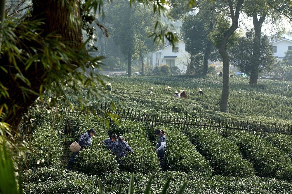Landison Longjing Resort Hangcsou Kültér fotó